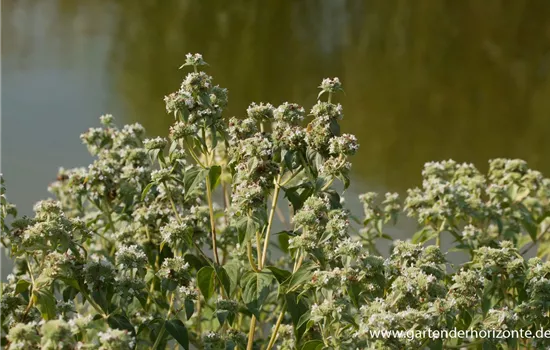 Grannenlose Scheinbergminze