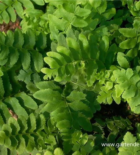 Polystichum acrostichoides