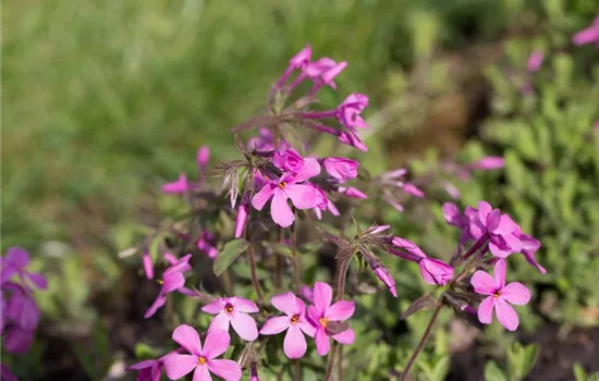 Garten-Ausläufer-Flammenblume