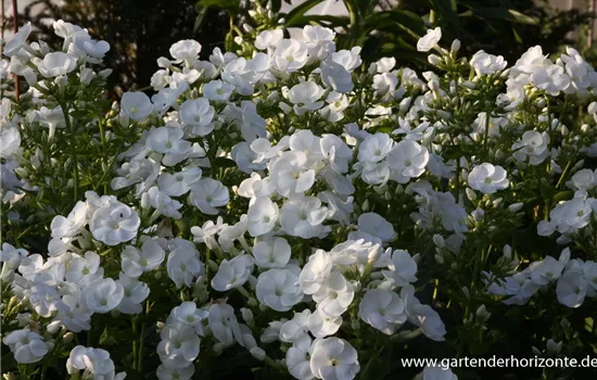 Hohe Garten-Flammenblume 'Danielle'