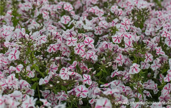 Hohe Flammenblume