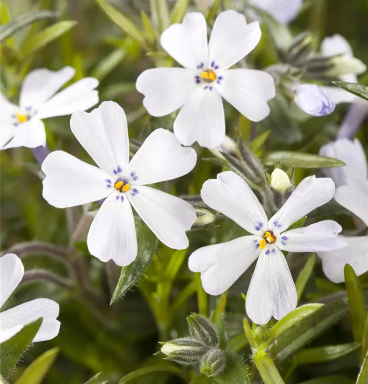 Phlox subulata 'Snowflake'