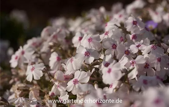 Garten-Teppich-Flammenblume