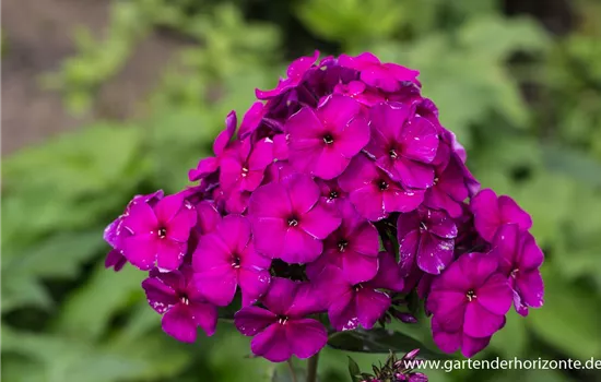 Hohe Garten-Flammenblume 'Düsterlohe'