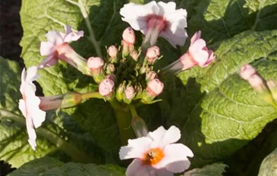 Garten-Etagen-Schlüsselblume 'Appleblossom'