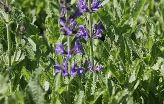 Garten-Blüten-Salbei 'Rügen'