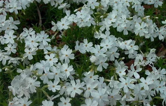 Garten-Teppich-Flammenblume 'White Delight'