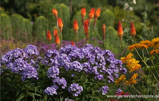 Hohe Flammenblume