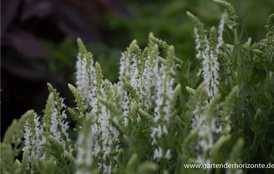 Garten-Blüten-Salbei 'Schneehügel'