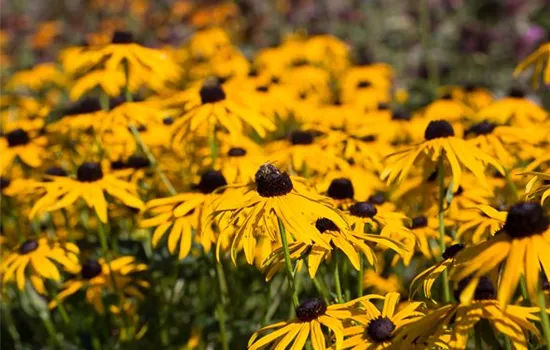 Leuchtender Garten-Sonnenhut 'Goldsturm'