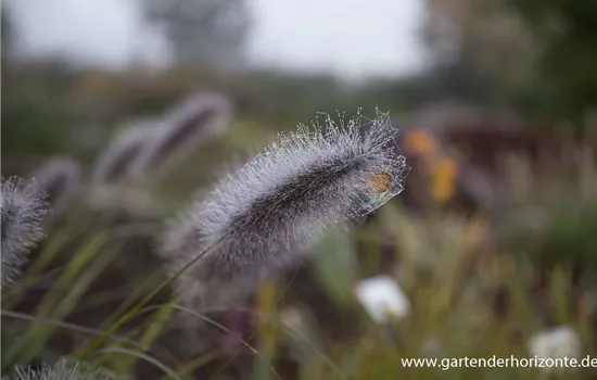 Garten-Federborstengras 'Cassian'