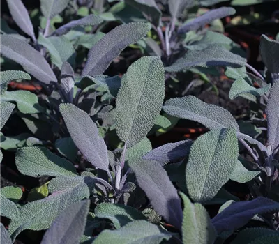 Salvia officinalis 'Purple Beauty'