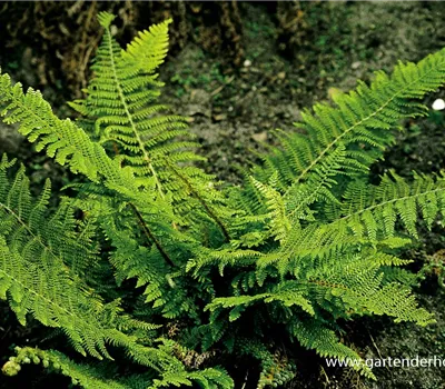 Flacher Filigranfarn 'Proliferum Herrenhausen'