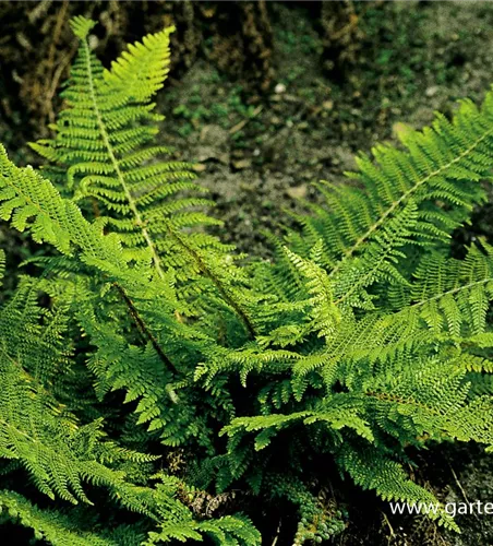 Flacher Filigranfarn 'Proliferum Herrenhausen'