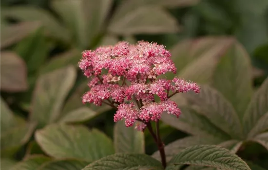 Fiederblättriges Schaublatt 'Chocolate Wings'®