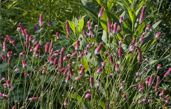 Garten-Wiesenknopf 'Pink Tanna'