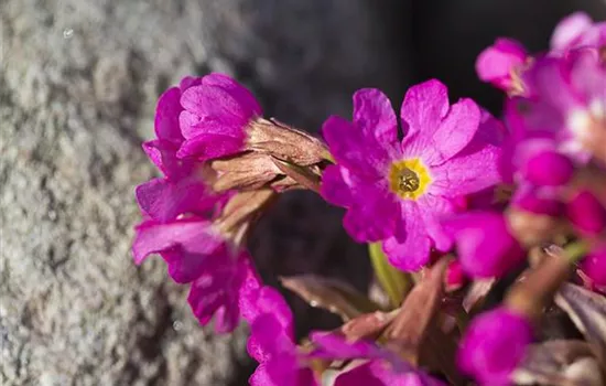 Garten-Rosen-Schlüsselblume 'Gigas'