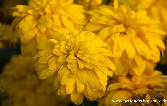 Geschlitztblättriger Sonnenhut 'Goldquelle'