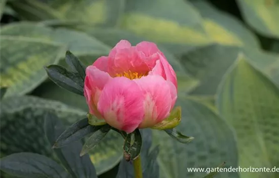 Pfingstrose 'Pink Hawaiian Coral'