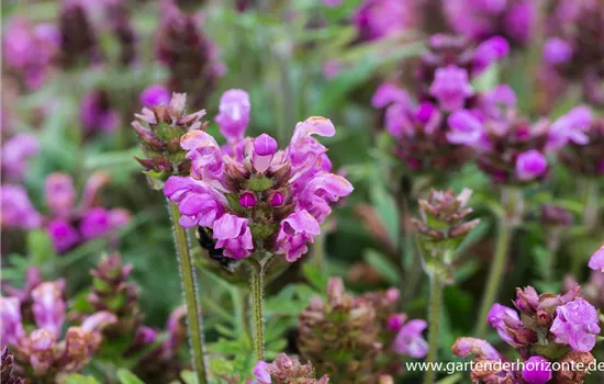 Großblütige Garten-Braunelle 'Bella Rose'