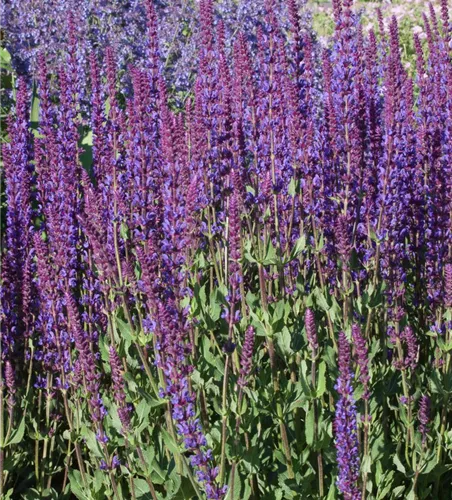 Garten-Blüten-Salbei 'Tänzerin'