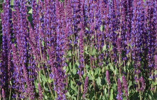 Garten-Blüten-Salbei 'Tänzerin'