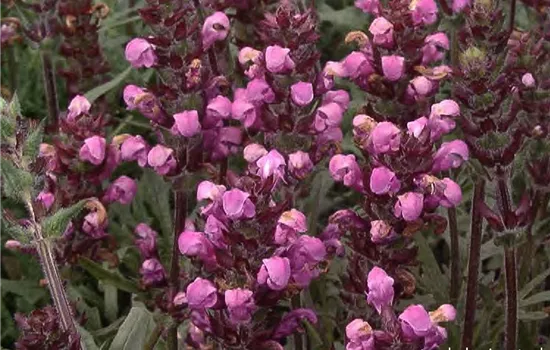 Großblütige Garten-Braunelle 'Pink Loveliness'