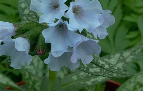 Großgeflecktes Garten-Lungenkraut 'Opal'