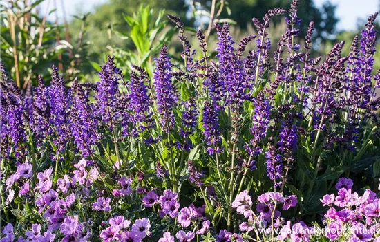 Garten-Blüten-Salbei 'Mainacht'