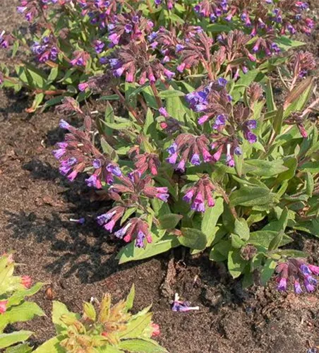 Schmalblättrige Lungenkraut 'Azurea'