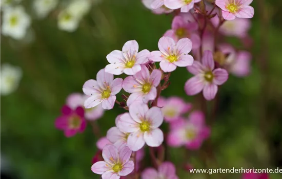 Garten-Moos-Steinbrech 'Blütenteppich'