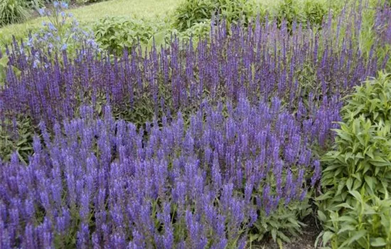 Garten-Blüten-Salbei 'Wesuwe'