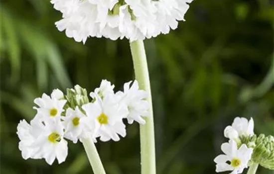 Kugelige Garten-Schlüsselblume 'Alba'