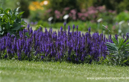 Garten-Blüten-Salbei 'Marcus'®