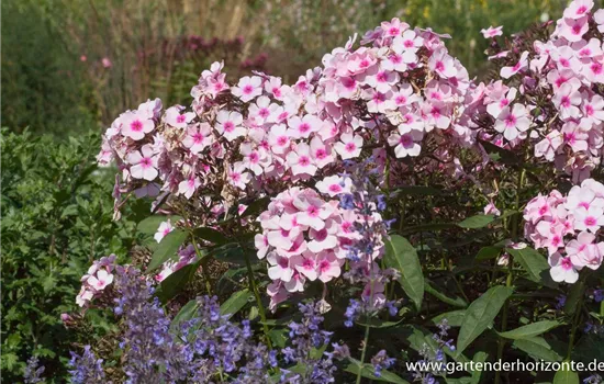 Hohe Garten-Flammenblume