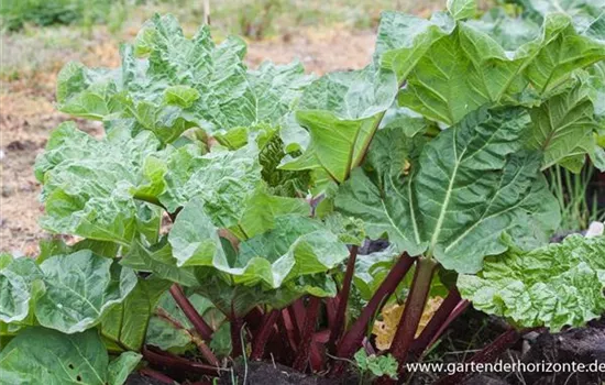 Garten-Rhabarber 'Holsteiner Blut'