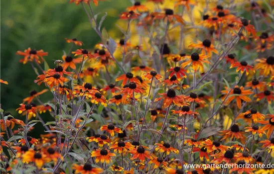 Garten-Sonnenhut 'Prairie Glow'