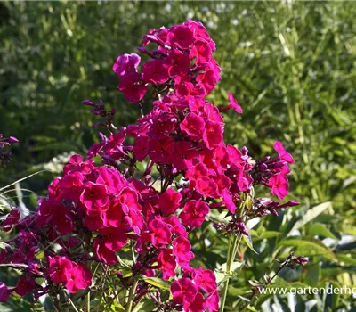 Hohe Flammenblume