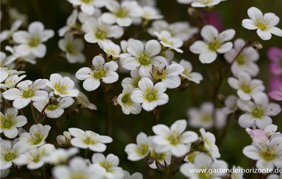 Garten-Moos-Steinbrech 'White Pixie'