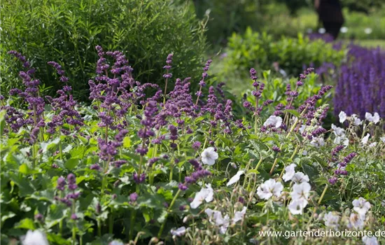 Quirlblütiger Garten-Salbei 'Purple Rain'