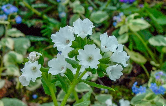 Kleingeflecktes Garten-Lungenkraut 'Sissinghurst White'