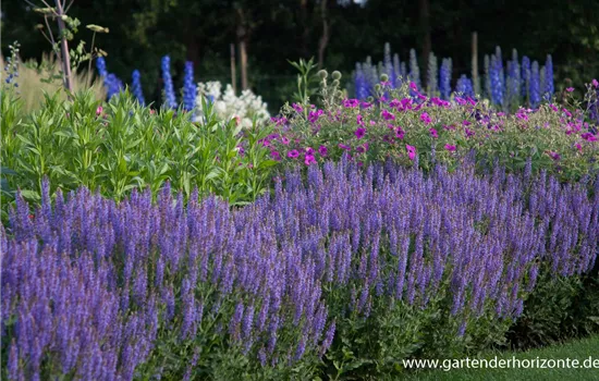 Garten-Blüten-Salbei 'Blauhügel'