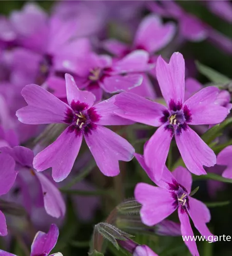 Garten-Teppich-Flammenblume 'Samson'