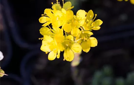 Vorfrühlings-Steinbrech 'Fosters Gold'