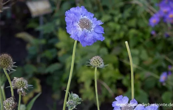 Große Garten-Skabiose 'Perfecta'