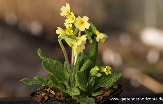 Hohe Schlüsselblume