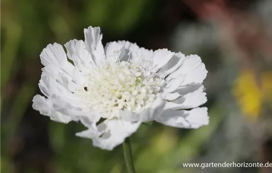 Große Garten-Skabiose 'Perfecta Alba'