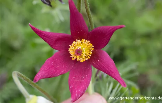 Rotblühende Garten-Kuhschelle 'Rote Glocke'