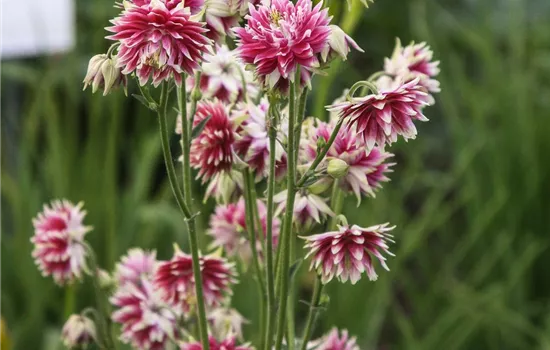 Langspornige Garten-Akelei 'Nora Barlow'