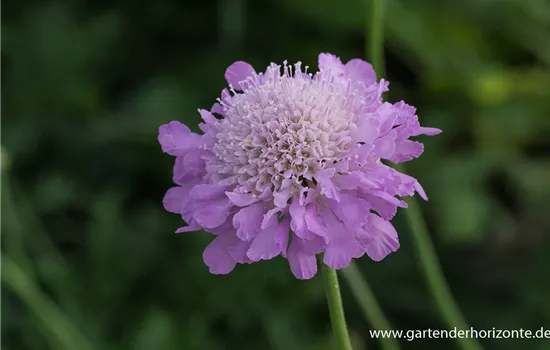 Garten-Tauben-Skabiose 'Pink Mist'